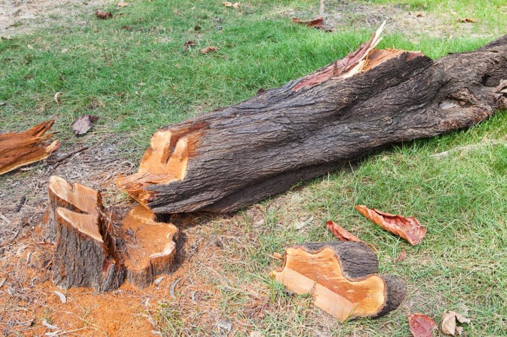 Tree Removal Brunswick