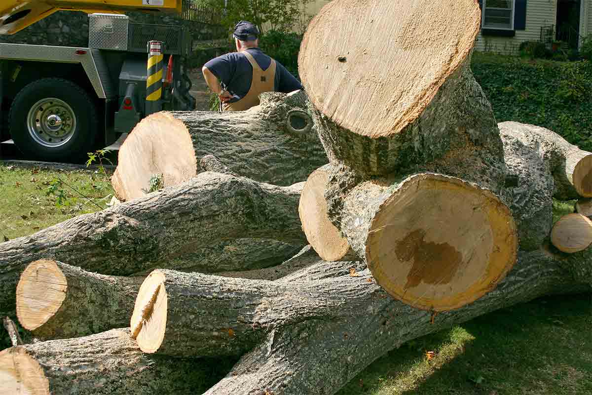 Tree Removal Sydney