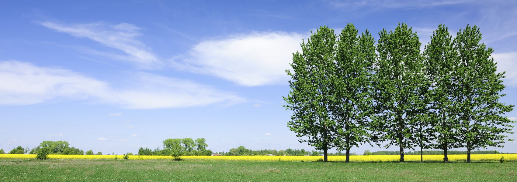 Melbourne tree company