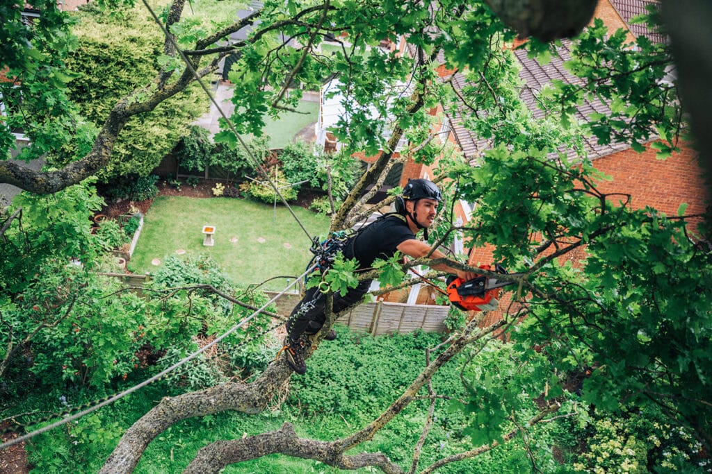 Tree Pruning Service