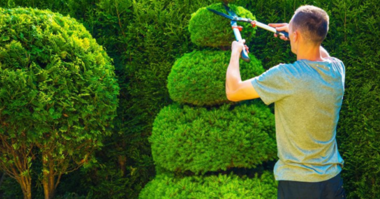 hedge trimming Melbourne