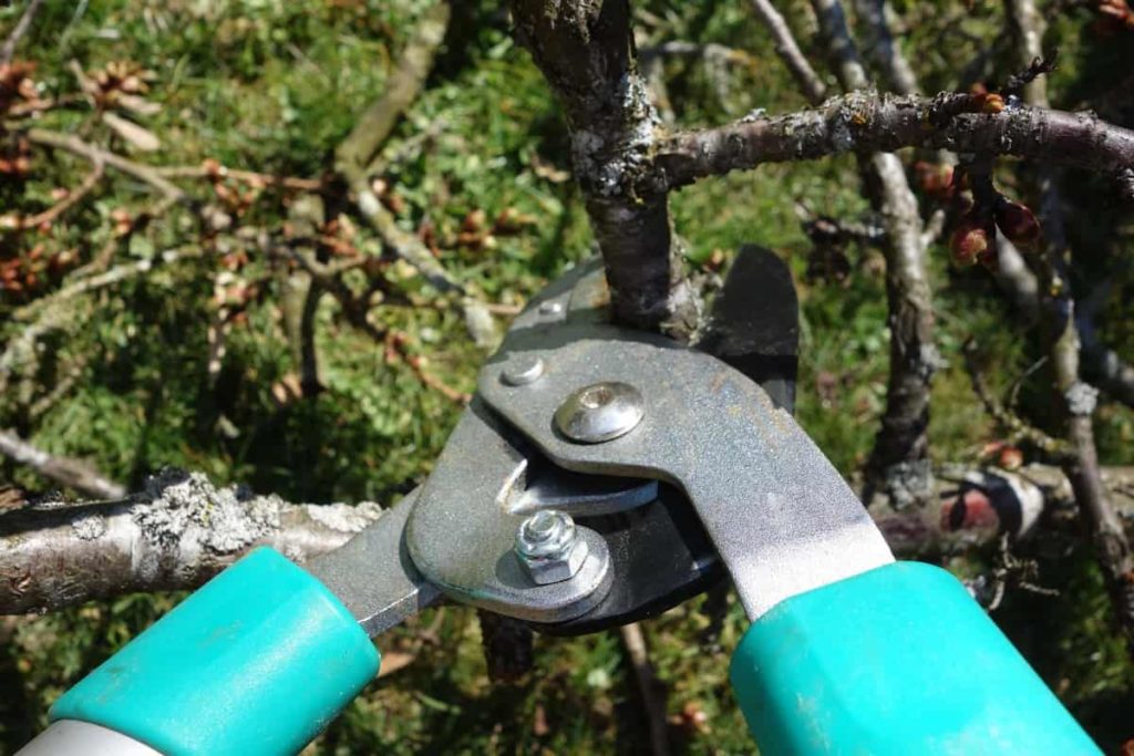 tree pruning Melbourne