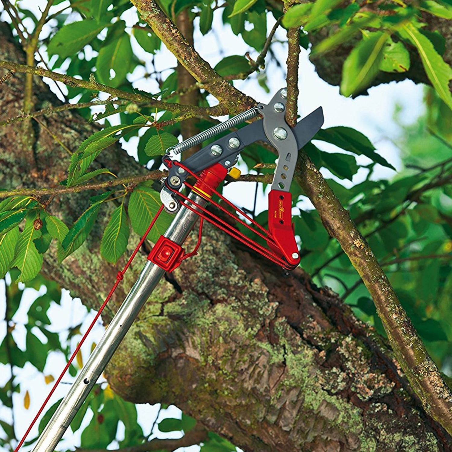 tree loppers Brisbane