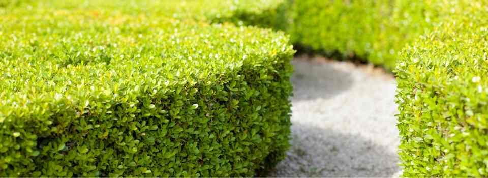 affordable hedge cutting Dandenong