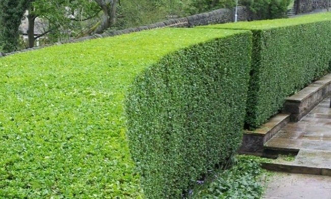 overgrown hedge removal