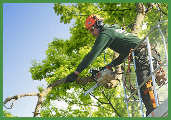 tree service Melbourne