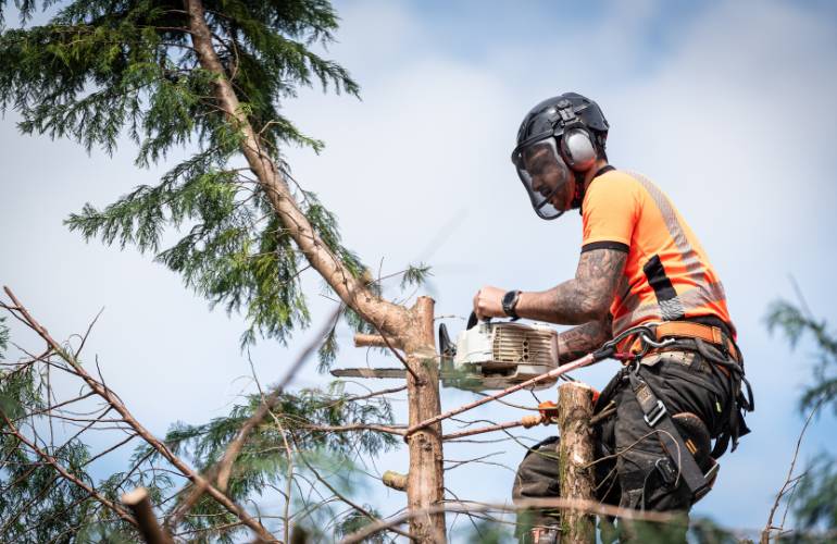 tree trimming Brisbane