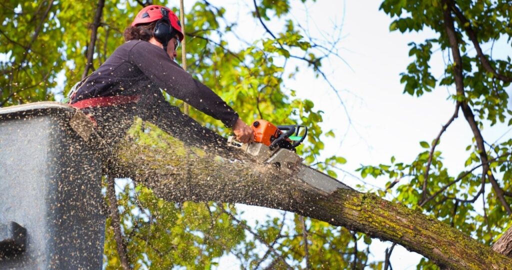 pro tree removal Brisbane