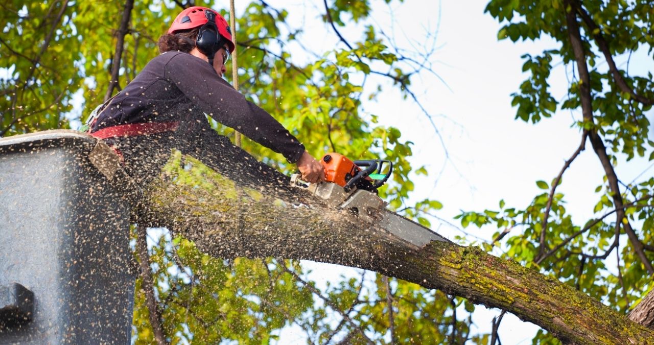 pro tree removal Brisbane
