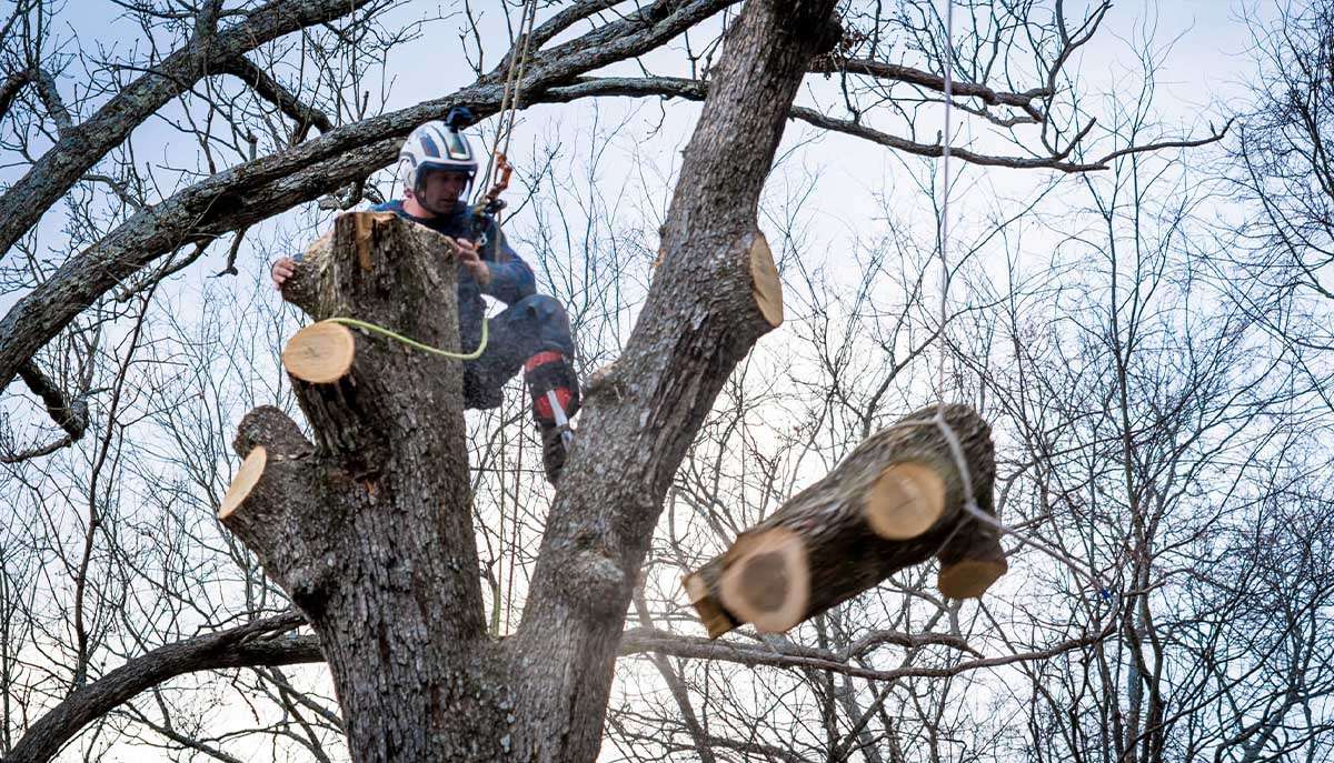tree removal cost Melbourne