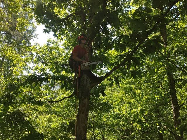 overhanging branches removal Melbourne