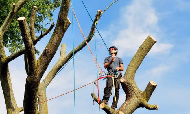 tree lopping services Brisbane
