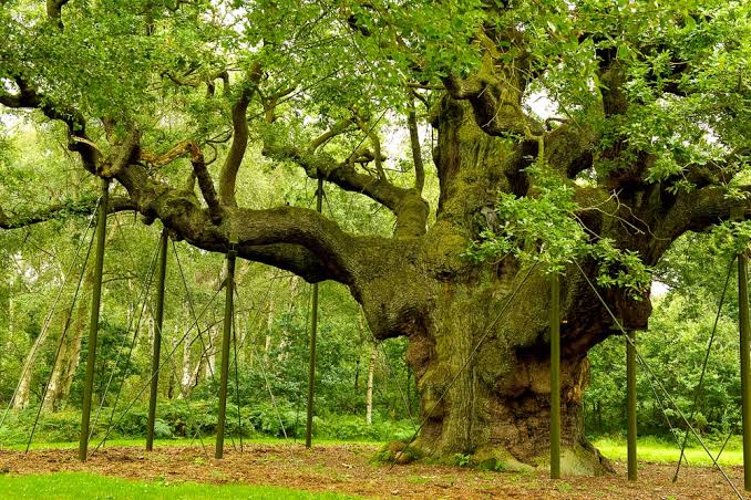 best trees for tree shaping