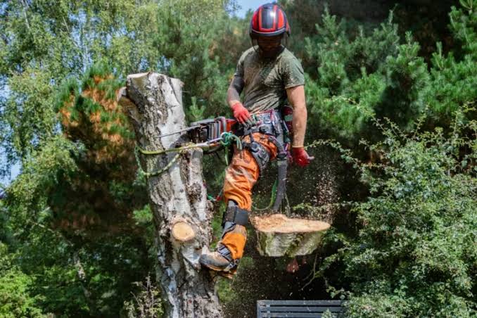 tree removal Brisbane